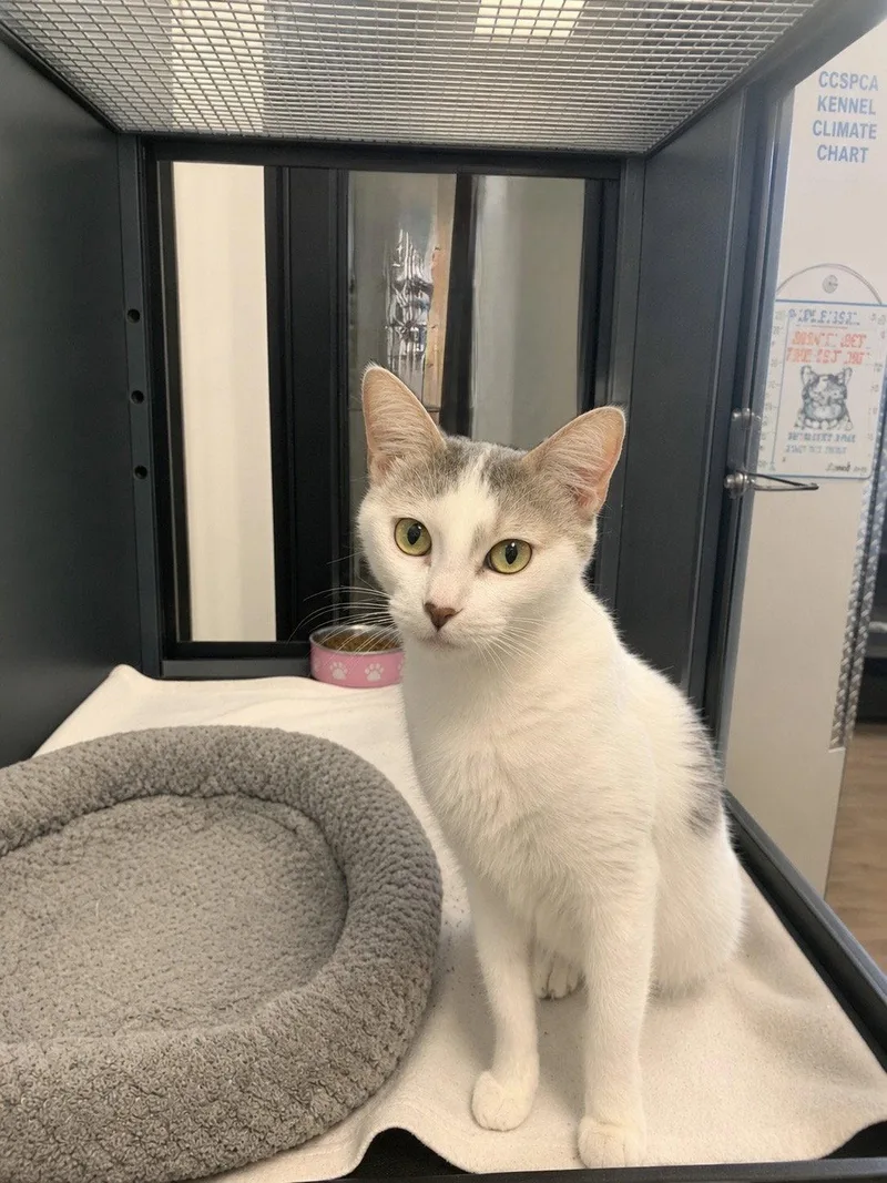 An adult medium-sized female Gray & White Domestic Short Hair cat named Luna for adoption in Sanford, FL