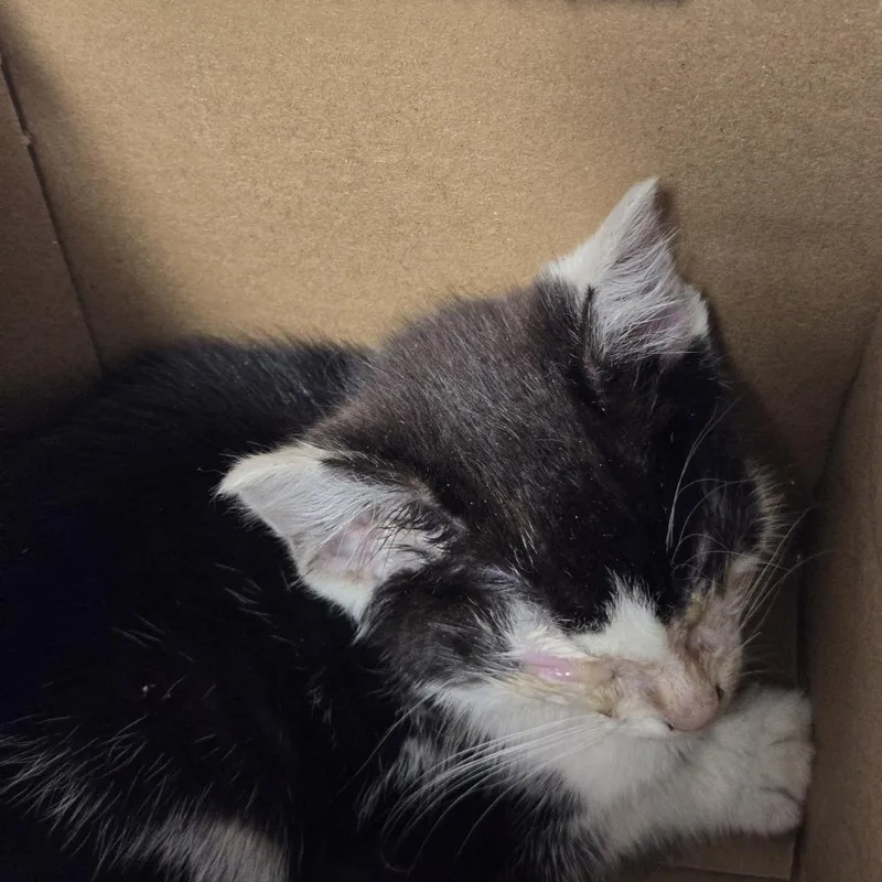 A baby small-sized male Black Domestic Short Hair cat named Gunner for adoption in Newark, NJ