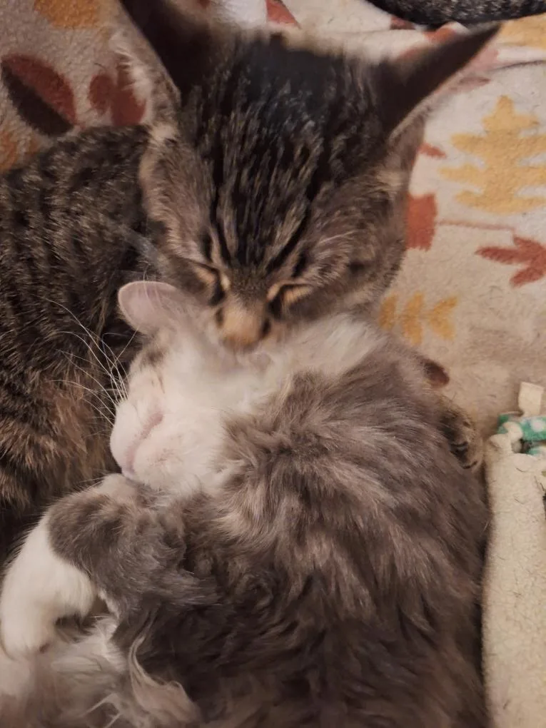 Kodie & Kasper thumbnail 2