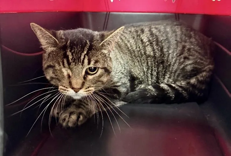 A young medium-sized female Tabby (Brown / Chocolate) Tabby cat named Maxi for adoption in Mira Loma, CA