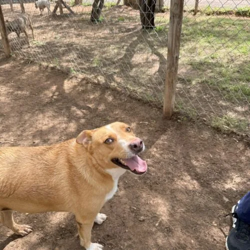 A young medium-sized female Yellow / Tan / Blond / Fawn Labrador Retriever dog named Mila for adoption in Sullivan City, TX