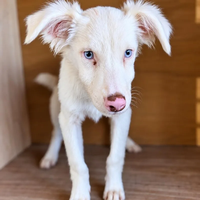 A baby medium-sized male Australian Shepherd dog named Brew for adoption in Fredericksburg, TX