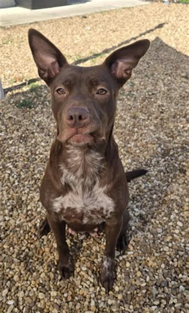A young medium-sized female Mixed Breed dog named Alba for adoption in Jacksonville, FL