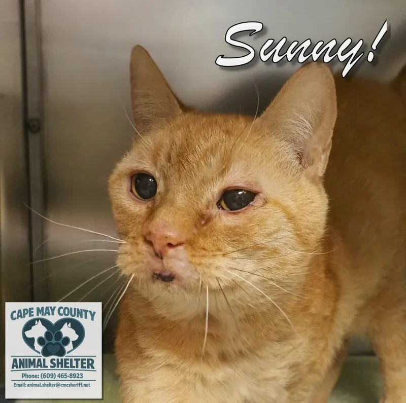 A young medium-sized male Domestic Short Hair cat named Sunny for adoption in Cape May Court House, NJ