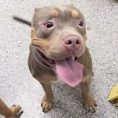 A young large-sized female Pit Bull Terrier dog named Mocha for adoption in Henderson, NV