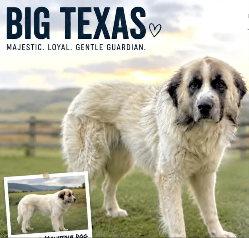 Big Texas thumbnail 2