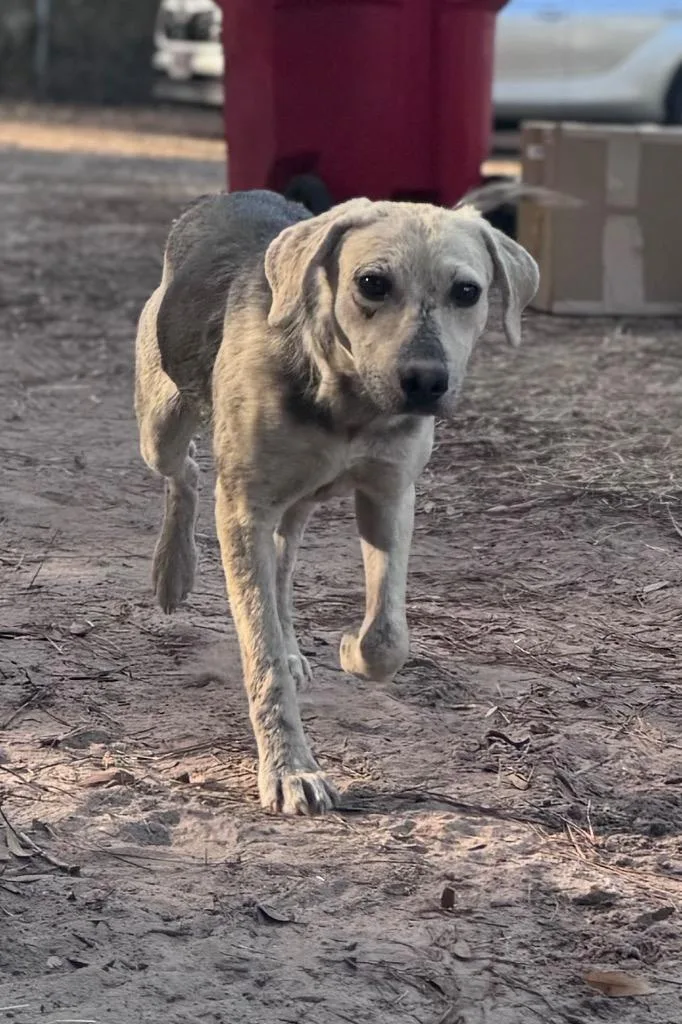 A baby medium-sized female Foxhound dog named Angelina for adoption in Waynesville, GA
