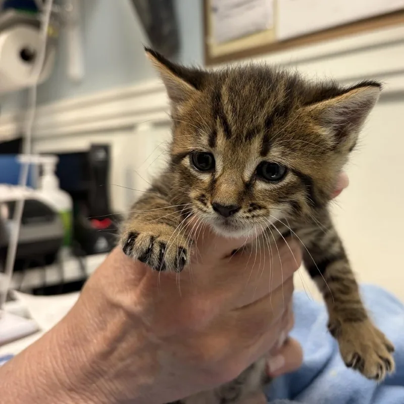 A baby small-sized female Brown / Chocolate Domestic Medium Hair cat named Baretta for adoption in Greensboro, GA