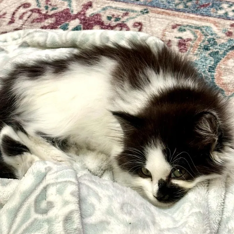 A baby small-sized female White Domestic Medium Hair cat named Boogie for adoption in Binghamton, NY