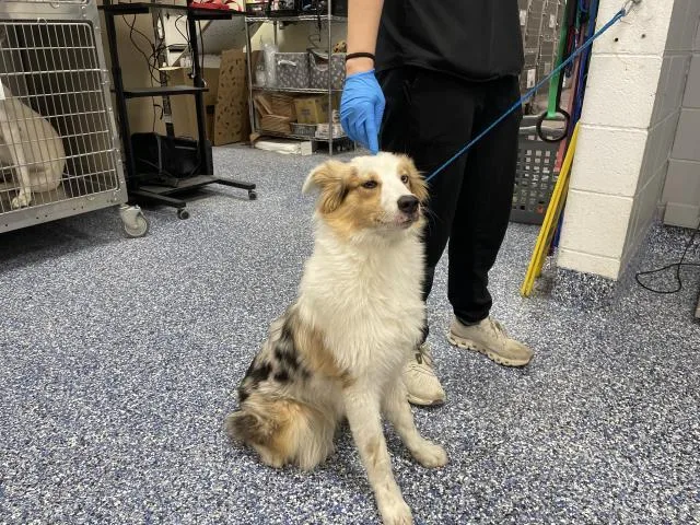 A young medium-sized male Australian Shepherd dog named A for adoption in Thousand Palms, CA