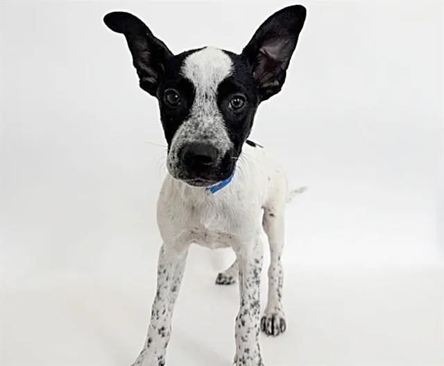 A baby small-sized male Pit Bull Terrier dog named Grover for adoption in Saint Louis, MO