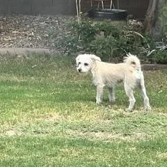 A young small-sized female Apricot / Beige Wire Fox Terrier dog named Ita for adoption in Gilbert, AZ