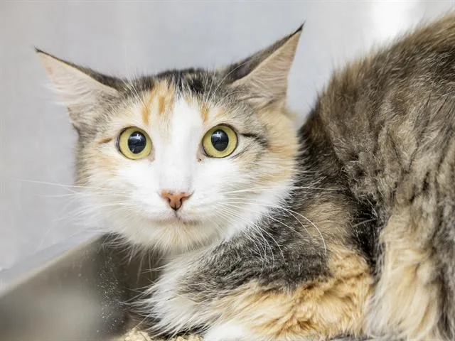 A young small-sized female Domestic Short Hair cat named Momma for adoption in Phoenix, AZ