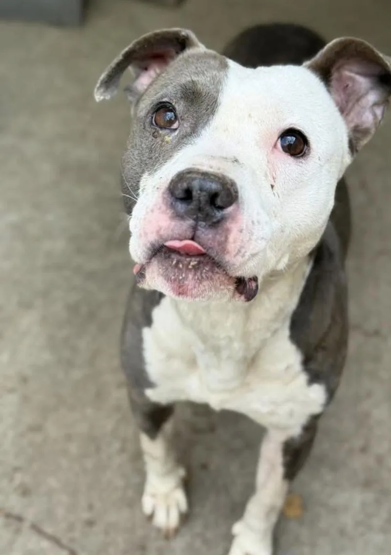 An adult medium-sized female White / Cream Pit Bull Terrier dog named Maris for adoption in Chicago, IL