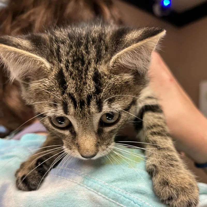 A baby small-sized male Brown / Chocolate Domestic Short Hair cat named Forky for adoption in Newport, NC