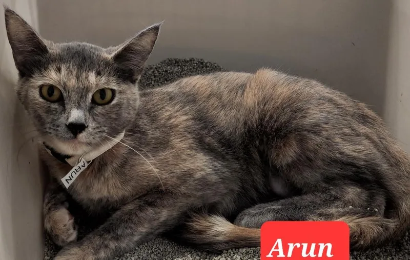An adult medium-sized female Tortoiseshell cat named Arun for adoption in Las Cruces, NM