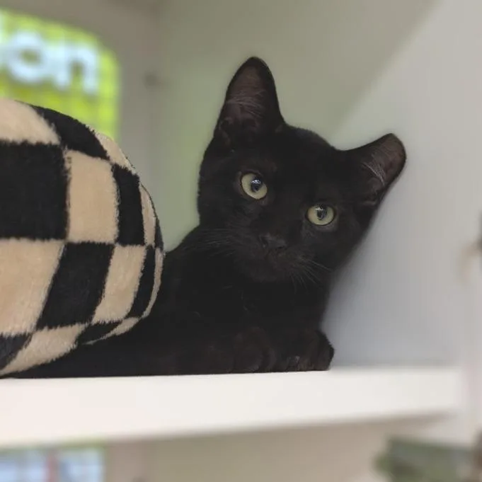A baby small-sized male Black Domestic Short Hair cat named Eddie for adoption in League City, TX