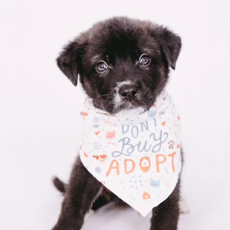 Hot Pocket D Arriving thumbnail 2