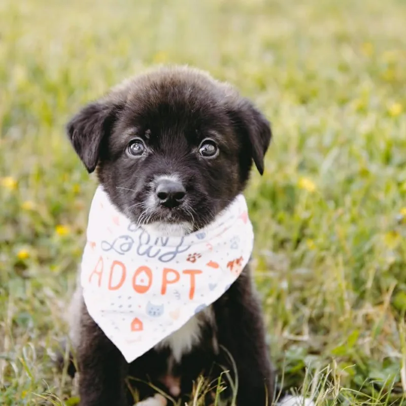 Hot Pocket D Arriving thumbnail 3