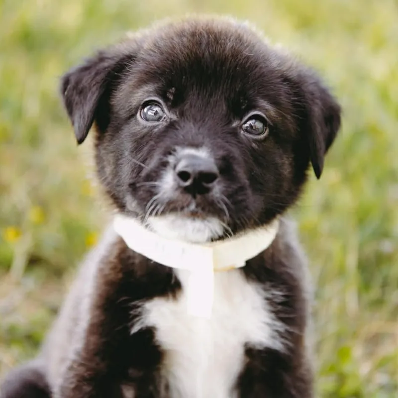 Hot Pocket D Arriving thumbnail 4