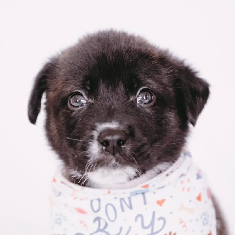 Hot Pocket D Arriving thumbnail 5