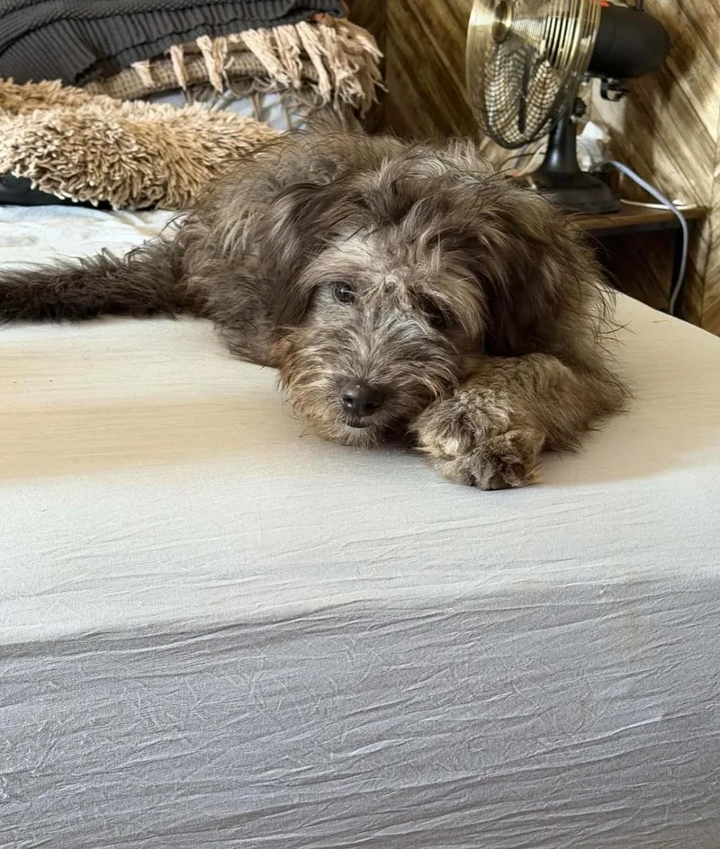 A young medium-sized female Poodle dog named Lilo for adoption in Grafton, WI