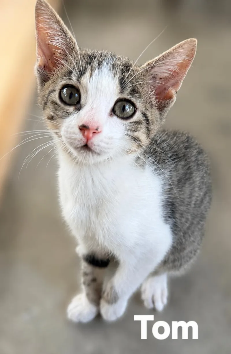 A baby medium-sized male Gray & White Domestic Short Hair cat named Tom for adoption in Longwood, FL