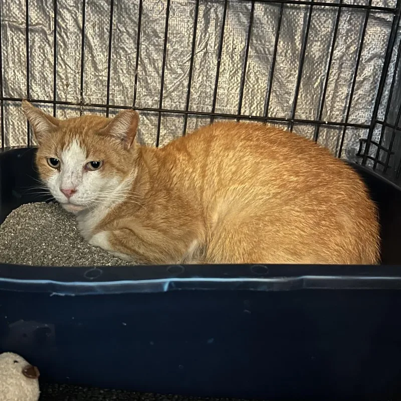 An adult small-sized male Orange / Red Domestic Short Hair cat named Jorts for adoption in Stephenville, TX