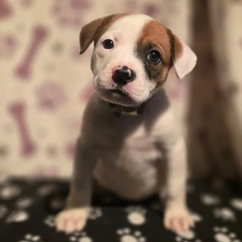 A baby medium-sized female Brown / Chocolate American Staffordshire Terrier dog named Wendy for adoption in Kissimmee, FL
