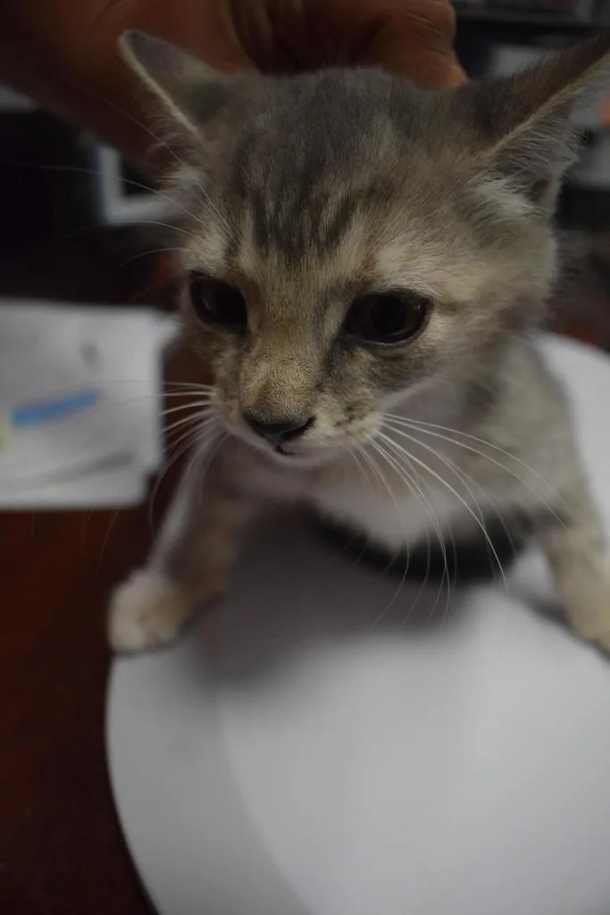 A baby medium-sized male Domestic Short Hair cat named Missy for adoption in Pahrump, NV
