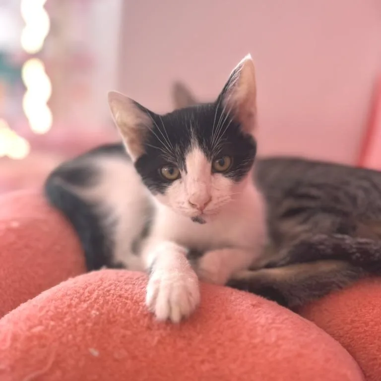 A baby small-sized male Black Domestic Short Hair cat named Socks for adoption in Forest Park, IL