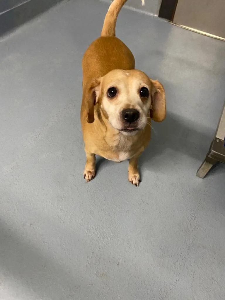 An adult medium-sized female Chihuahua dog named Marley for adoption in Cartersville , GA