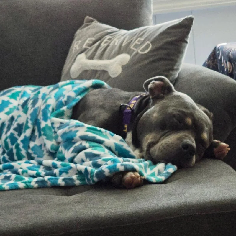 Professor Charles Xavier