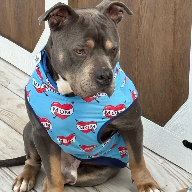 Professor Charles Xavier thumbnail 3