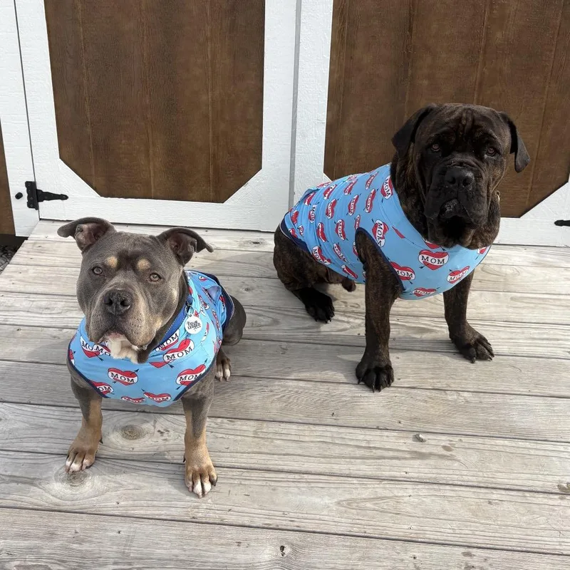 Professor Charles Xavier thumbnail 4