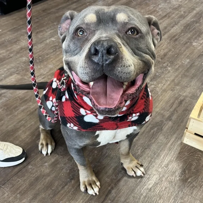 Professor Charles Xavier thumbnail 6