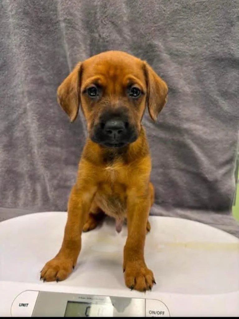 A baby large-sized male Terrier dog named Baxter for adoption in Blountville, TN
