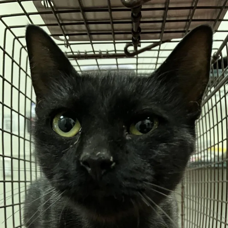 An adult medium-sized female Black Domestic Short Hair cat named Queenie for adoption in Las Cruces, NM