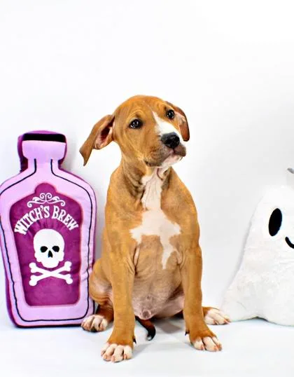A baby large-sized male Pit Bull Terrier dog named Charlie for adoption in Morton Grove, IL