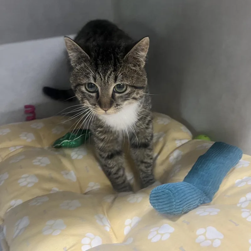 A young medium-sized male Brown / Chocolate Domestic Short Hair cat named Yasmin for adoption in Summerville, SC
