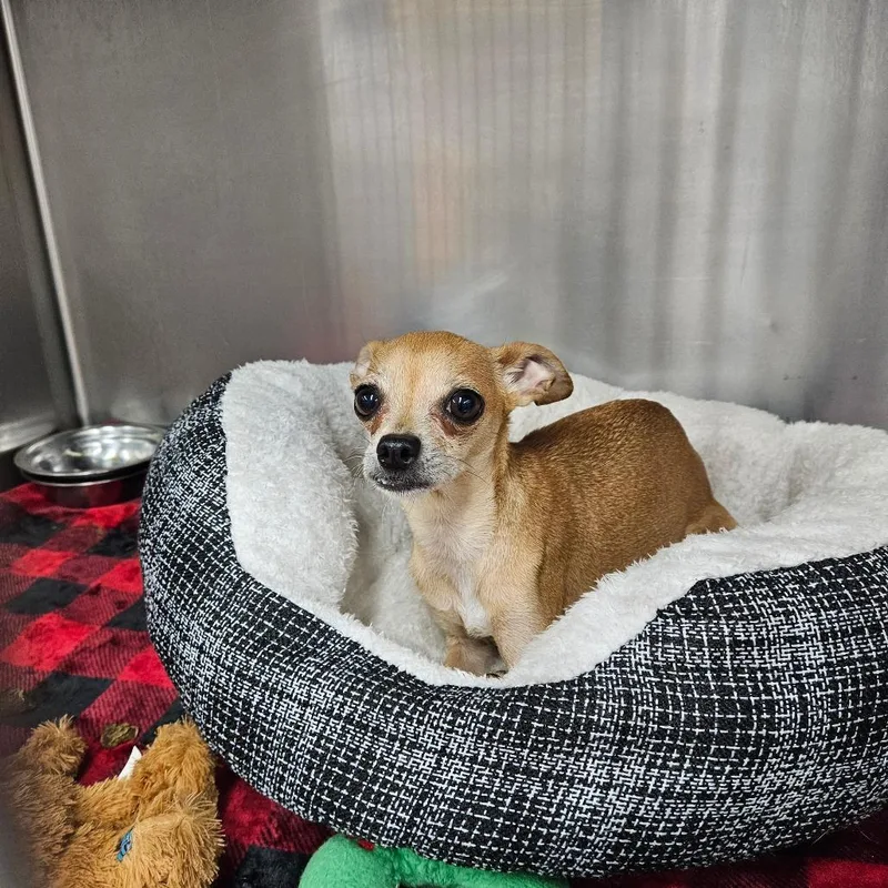 An adult small-sized female Yellow / Tan / Blond / Fawn Chihuahua dog named Lulu for adoption in Ridgely, MD