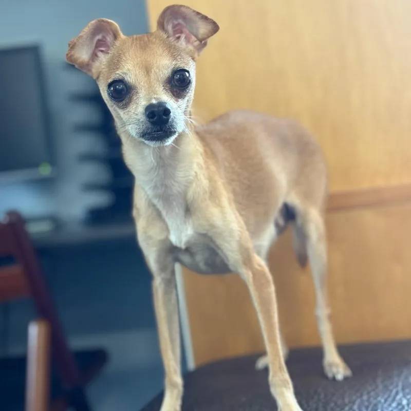 Lulu thumbnail 3