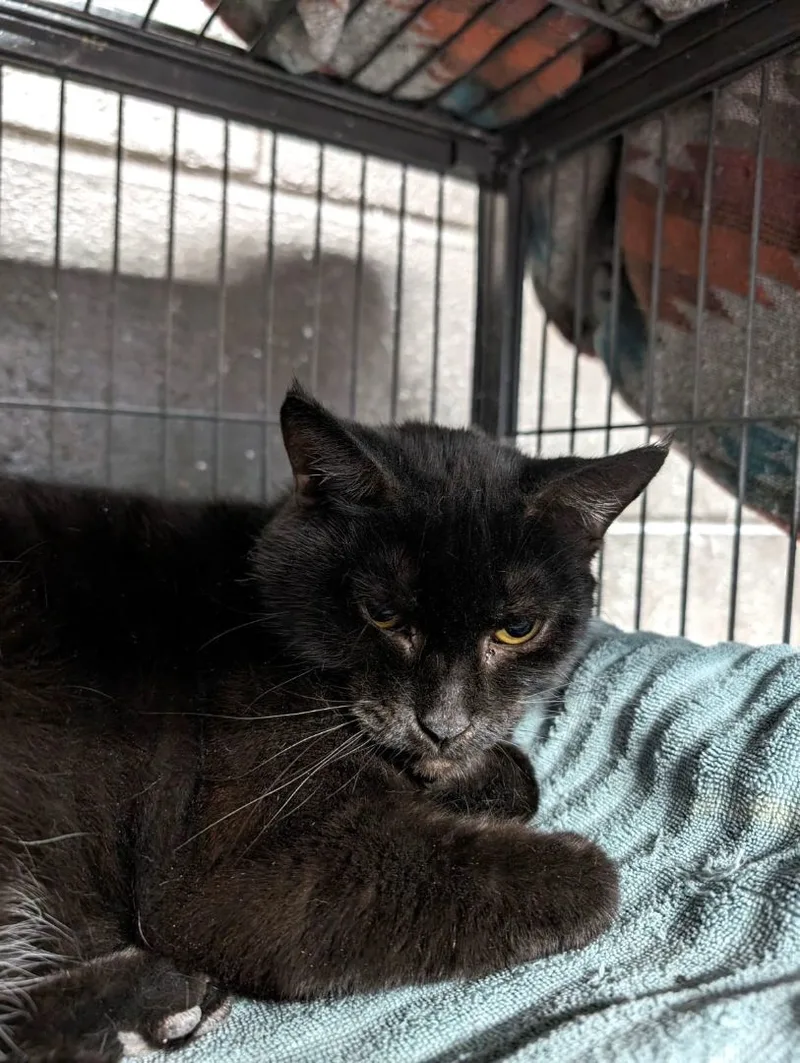 Tina Turner thumbnail 2