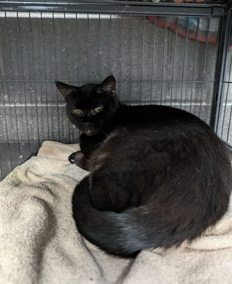 Tina Turner thumbnail 3