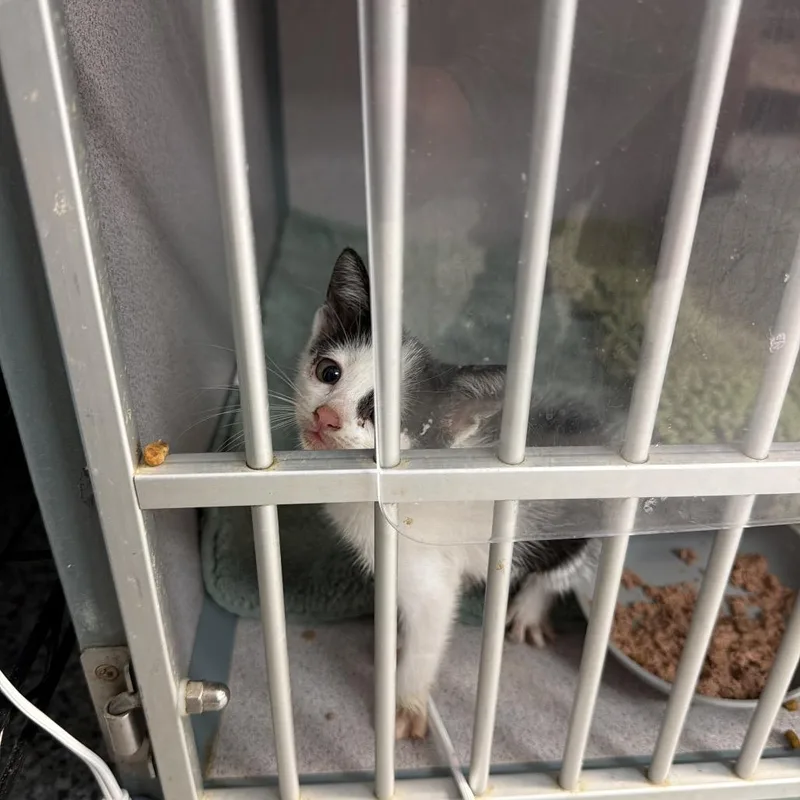 A baby small-sized female White Domestic Short Hair cat named Cindy Lou for adoption in Port Charlotte, FL