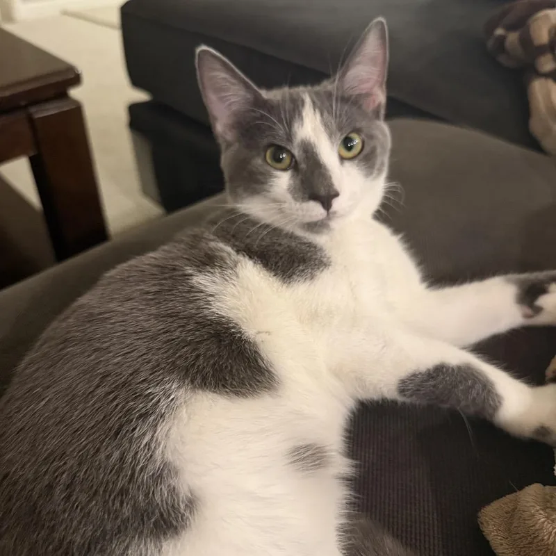 A young small-sized male Gray / Blue / Silver Domestic Short Hair cat named Poseidon for adoption in Roswell, GA