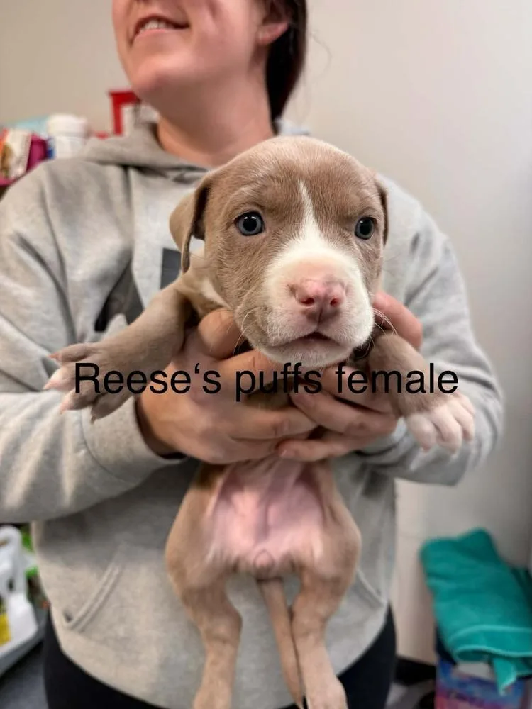 Reeses Puffs thumbnail 2