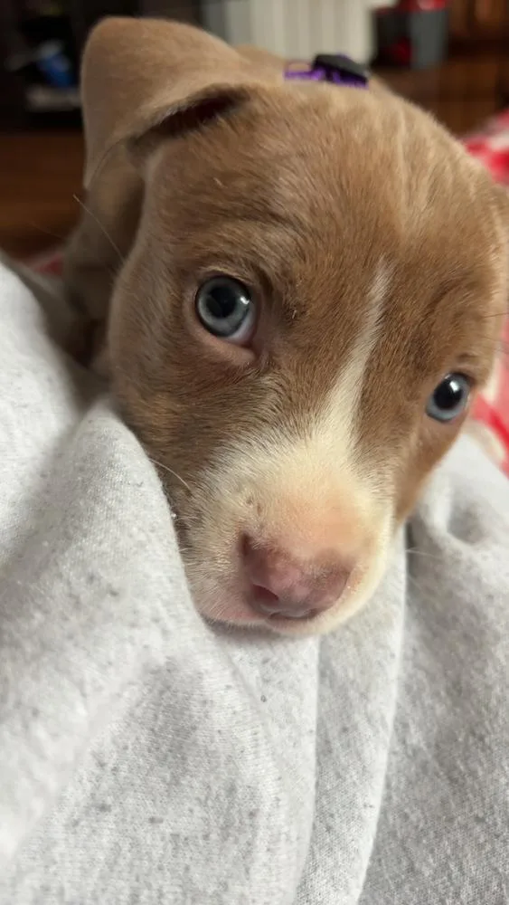 Reeses Puffs thumbnail 5