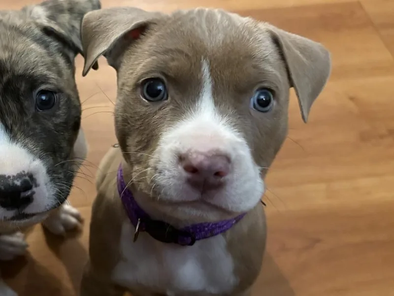 Reeses Puffs thumbnail 6