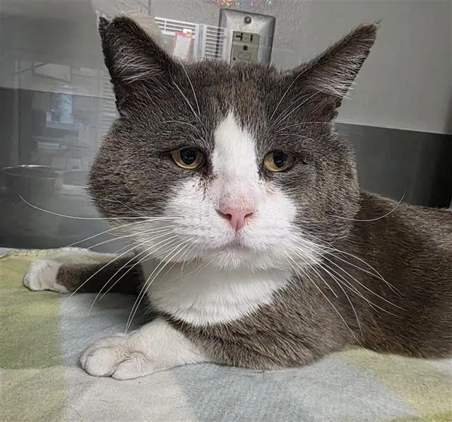 A young small-sized male Domestic Short Hair cat named Jojo for adoption in San Antonio, TX